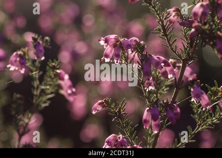 Detail der blühenden erica erigenea rosa Frühling Blumen Stockfoto