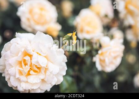 Ein Busch von weißen Rosen im Sommer Sonnenuntergang Hintergrundbeleuchtung. selektiven Fokus Makroaufnahme mit flachen DOF Stockfoto