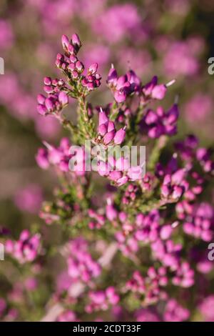 Erica erigenea rosa Frühlingsblumen Stockfoto