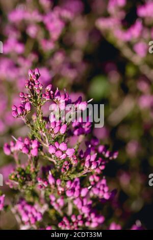 Erica erigenea rosa Frühlingsblumen Stockfoto