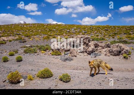 Red Fox im Altiplano Wüste, sud Lipez reserva, Bolivien Stockfoto