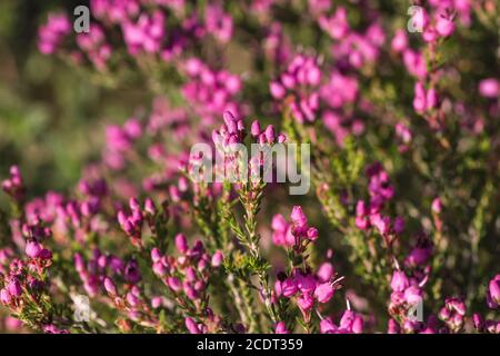 Erica erigenea rosa Frühlingsblumen Stockfoto