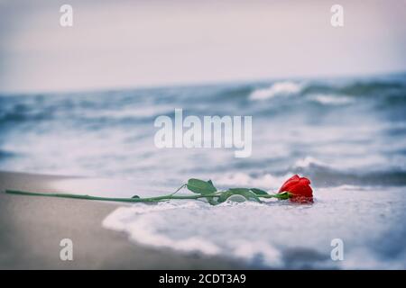 Wellen waschen eine rote Rose vom Strand weg. Vintage. Liebe Stockfoto