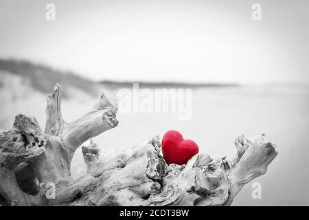 Rotes Herz in einem Baumstamm am Strand. Liebe Symbol. Rot gegen Schwarz und Weiß Stockfoto