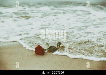 Wellen waschen eine rote Rose vom Strand weg. Vintage. Liebe Stockfoto