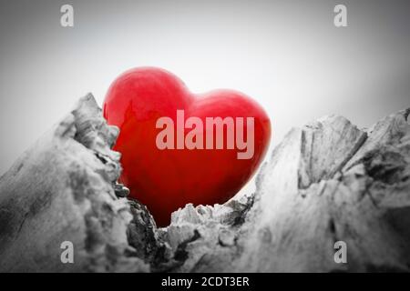 Rotes Herz in einem Baumstamm und Ästen. Liebe Symbol. Rot gegen Schwarz und Weiß Stockfoto