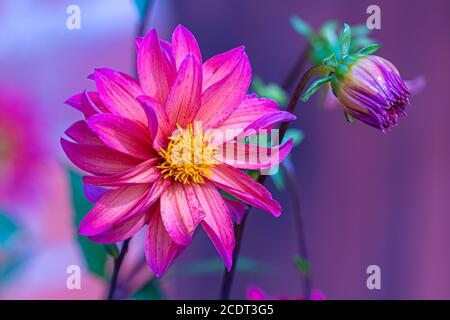 Hell gefärbte Orange und Lila und Gelb große kopfige Wildblume Nahaufnahme der Makroansicht auf niedriger Ebene Stockfoto