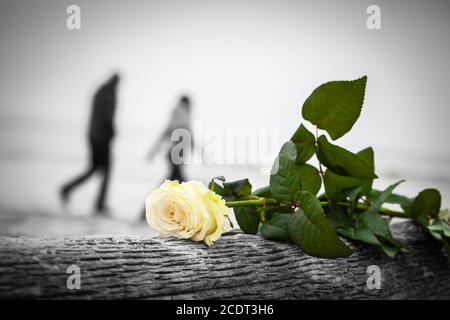 Rose liegt auf gebrochenem Baum am Strand. Ein Paar, das im Hintergrund läuft. Liebe Stockfoto
