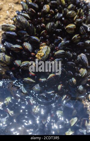 Eine Kolonie von kleinen lebenden Muscheln auf Felsen am Meer. Im Wasser. Stockfoto
