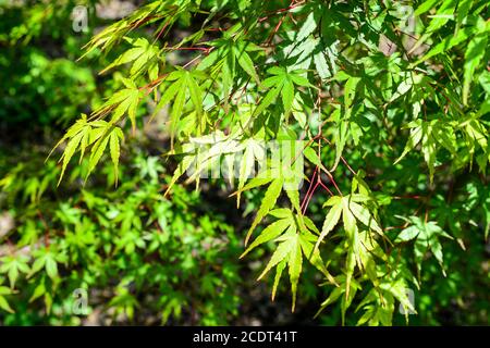 Junge Ahornblätter natürlichen Hintergrund, Laub Laub Baum Zweig, schön geschnitzt Ahornblätter Stockfoto