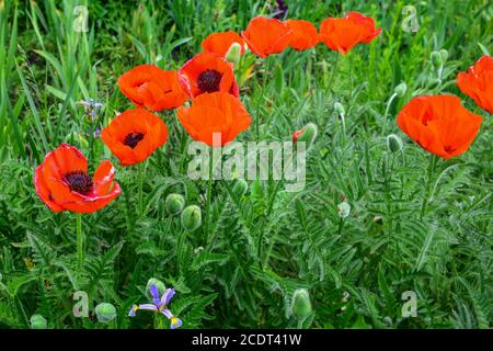 Blühende rote Mohnblumen in einem Garten. Im Frühling, Makro. Helle bunte künstlerische Bild. Stockfoto