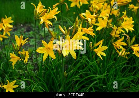 Makro Foto Natur blühende Blume Lilium. Hintergrund Textur blühenden gelben Blüten Lilie. Bild einer Pflanze Frühling blühenden gelben Lilie Stockfoto