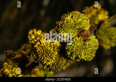 Blühende Oregon-Asche (Fraxinus latifolia) Stockfoto