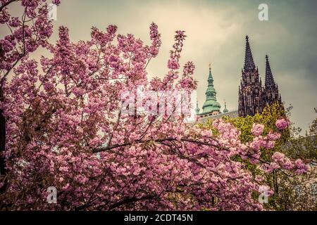 Prager Burg mit St. Veits Kathedrale, Hradcany, Tschechische Republik, von den Frühlingsgärten aus gesehen. Stockfoto