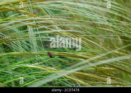 Der schöne Federgrasbusch, bildet schon beim geringsten Wind ein ungewöhnliches Muster. Schöner Frühlingstag. Nahaufnahme Stockfoto