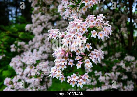 Catalpa-ähnliche südliche Baumblumen in einem botanischen Garten. Blumenhintergrund. Blühender Baum, selektiver Fokus. Frühling Thema für Design Stockfoto