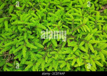 Tannenzweige mit frischen Trieben im Frühjahr. Junge grüne Triebe aßen im Frühling. Tannenzweige auf grünem Hintergrund. Sonniger Frühlingstag. Stockfoto