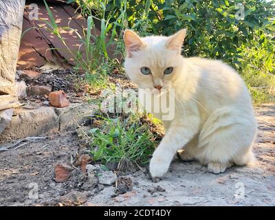 Ingwer Katze auf der Straße im Gras. Niedliche Pfirsichkatze Stockfoto