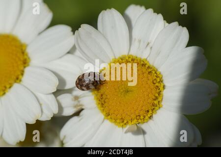 Vielseitiger Teppichkäfer (Anthrenus verbasci) auf Blüten von Feverfew (Tanacetum parthenium). Käfer mit Familienhaut (Dermestidae). Juni, in einem holländischen Garten. Stockfoto