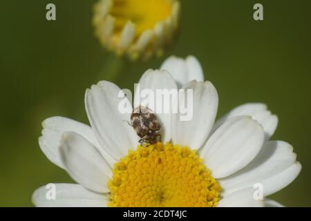 Vielseitiger Teppichkäfer (Anthrenus verbasci) auf Blüten von Feverfew (Tanacetum parthenium). Käfer mit Familienhaut (Dermestidae). Juni, in einem holländischen Garten. Stockfoto