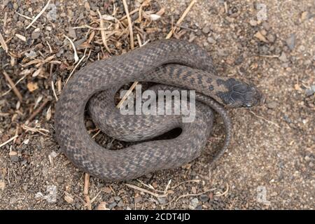 Jugendliche glatte Schlange (Coronella austriaca) in einem Surrey Heideland Standort, Großbritannien Stockfoto