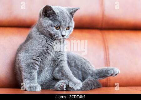 Junge süße Katze auf Ledersofa ruht. Das Britische Kurzhaar Kätzchen mit blaugrauem Fell Stockfoto