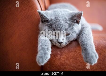 Junge süße Katze auf Ledersofa ruht. Das Britische Kurzhaar Kätzchen mit blaugrauem Fell Stockfoto