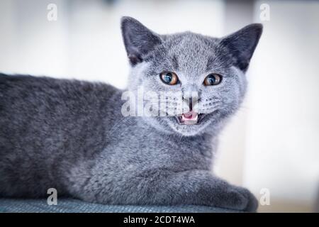 Junge nette Katze zeigt seine winzigen Zähne. Das Britische Kurzhaar Kätzchen mit blaugrauem Fell Stockfoto