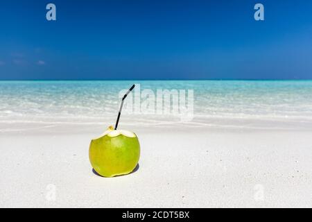 Frische grüne Kokosnuss, bereit zu trinken. Tropischer Strand auf den Malediven Stockfoto