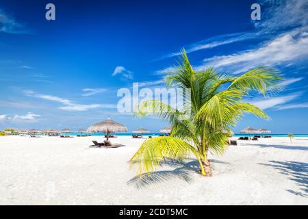 Strand mit Kokospalmen und Liegestühlen auf einer kleinen Insel Resort auf den Malediven Stockfoto