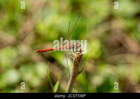 Wagstiger Darter, der auf der Aussichtsplattform sitzt Stockfoto