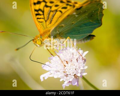 Braun butterfly Bestäubung eine Blume im Frühling Stockfoto