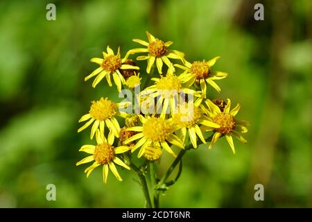 Blüten von Ragwurz (jacobaea vulgaris, Senecio jacobaea), Familie Asteraceae im Sommer in einem niederländischen Garten. August. Stockfoto