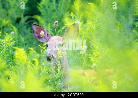 Junge weiße Schwanzhirsche, die aus der Wildblumenwiese spähen Sommer Stockfoto
