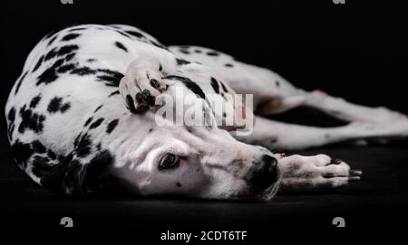 Dalmatiner Hund liegt mit Bein auf Kopf isoliert mit weiß Hintergrund Stockfoto