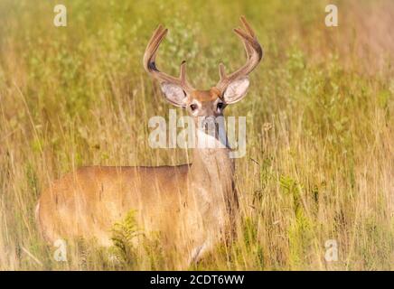 Männchen Weißschwanzhirsch mit neuen Geweih stehen in Wiese und Blick auf die Kamera im Frühherbst Stockfoto