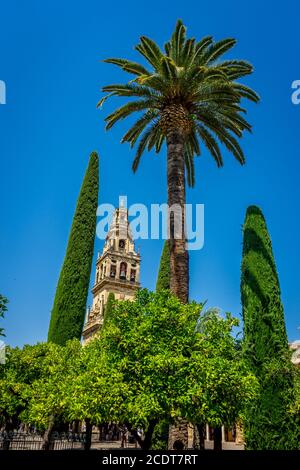 Eine hohe Palme mit dem Glockenturm in der Hintergrund an einem hellen sonnigen Tag mit blauem Himmel in Der Hof der Moschee-Kirche Stockfoto