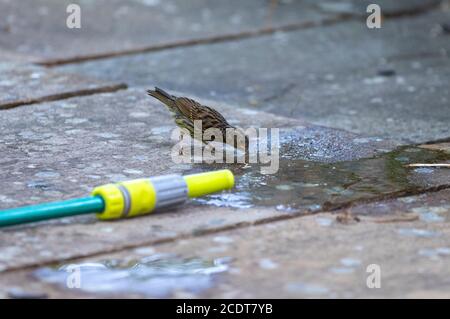 Dunnock, Prunella modularis, Trinkwasser aus einem Schlauch Lancashire, England, Großbritannien Stockfoto