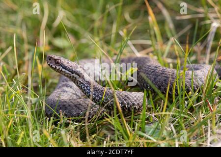 Gemeinsame europäische Adder in der Verteidigungsposition Stockfoto