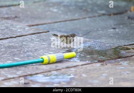 Dunnock, Prunella modularis, Trinkwasser aus einem Schlauch Lancashire, England, Großbritannien Stockfoto