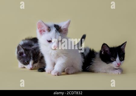 Nahaufnahme Porträt von Kätzchen. Schöne Tiere auf einem gelben Hintergrund aufgenommen. Schöne Kinder. Schwarze und weiße Kätzchen. Flauschige Kätzchen. Drei Monate altes Kit Stockfoto