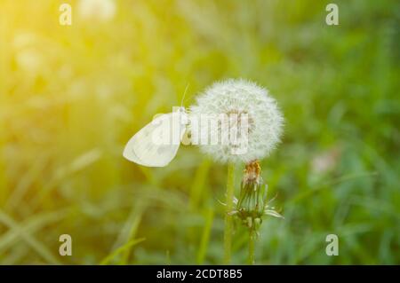 Weißer Schmetterling sitzt auf einem Löwenzahn im Garten. Sonniger Tag, ein Schmetterling sitzt auf einem Löwenzahn. Schöner, weicher, gelb-grüner Hintergrund Stockfoto