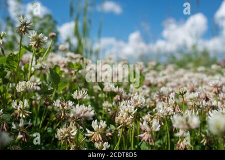 Weißer Klee Wildwiese blüht im Feld über tiefblauem Himmel. Natur vintage Sommer Herbst Outdoor Foto. Makro für selektiven Fokus Stockfoto