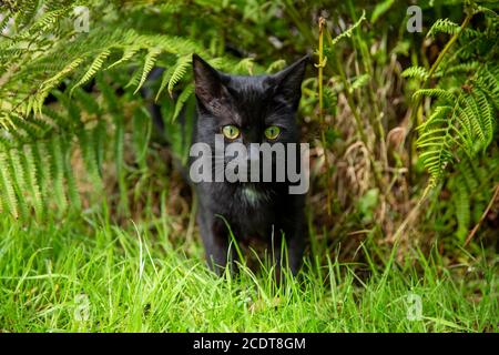 Schwarze Katze im Garten Stockfoto