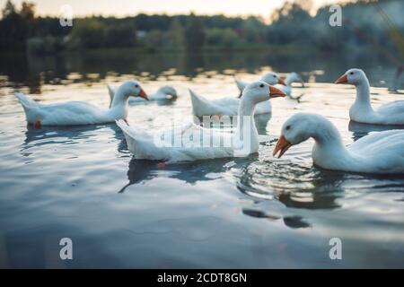 Eine Herde weißer Hausgänse, die abends im See schwimmen. Domestizierte Graugans sind Geflügel, das für Fleisch, Eier und Daunenfeath verwendet wird Stockfoto