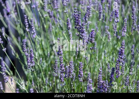 Bumble Bee Fütterung von Lavendel (Lavandula) in einem Garten in Lytham St Annes, England, Großbritannien Stockfoto