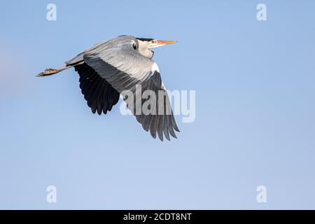 Graureiher im Flug Stockfoto