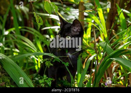 Schwarze Katze im Garten Stockfoto