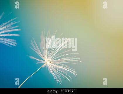 Makroaufnahme eines Löwenzahn. Ein Tropfen Wasser auf einem Löwenzahn Stockfoto