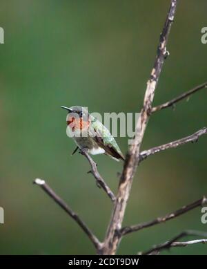 Ein männlicher rubinkehliger Kolibri, der auf einem Yucca-Blütenstiel thront. Stockfoto